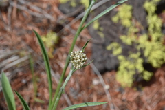 Antennaria anaphaloides