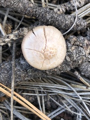 Inocybe lilacina