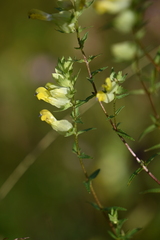 Rhinanthus