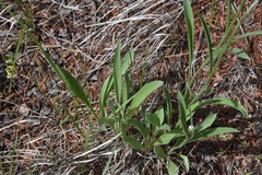 Antennaria anaphaloides
