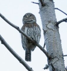 Glaucidium gnoma