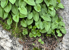 Arisarum vulgare