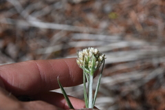 Antennaria anaphaloides