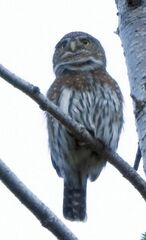 Glaucidium gnoma