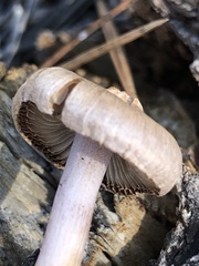 Inocybe lilacina