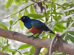 Lamprotornis superbus