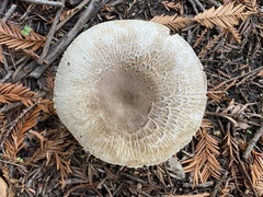 Agaricus californicus