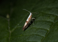 Argyresthia