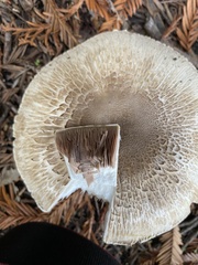 Agaricus californicus