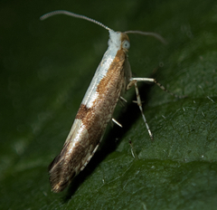 Argyresthia