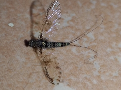Callibaetis pictus