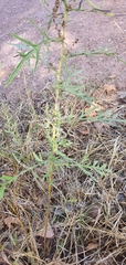 Ambrosia confertiflora
