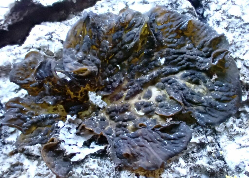 Effervescent Tarpaper Lichen