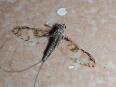 Callibaetis pictus