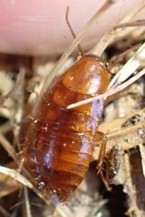 Parcoblatta americana