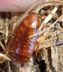 Parcoblatta americana