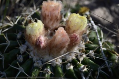 Parodia erinaceus