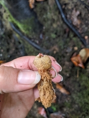 Calostoma ravenelii