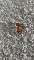 Pheidole