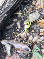 Caladenia tentaculata