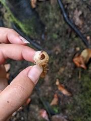 Calostoma ravenelii