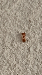 Pheidole