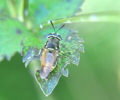 Hoplitimyia mutabilis