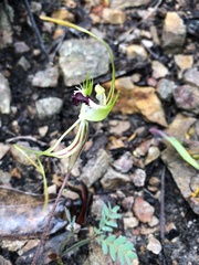 Caladenia tentaculata