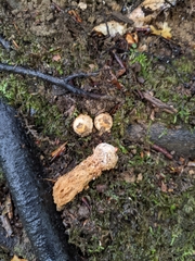 Calostoma ravenelii