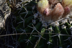 Parodia erinaceus