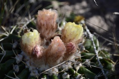 Parodia erinaceus