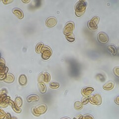 Hemipholiota populnea