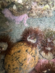 Actiniidae