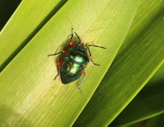Lampromicra aerea