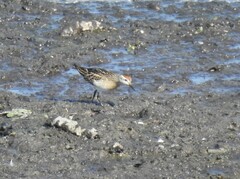 Calidris acuminata
