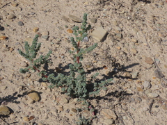 Halogeton glomeratus