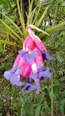 Tillandsia aeranthos