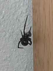 Latrodectus hesperus