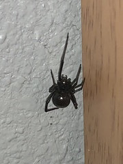 Latrodectus hesperus