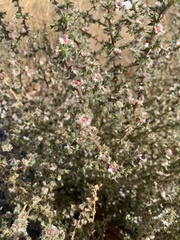 Salsola tragus