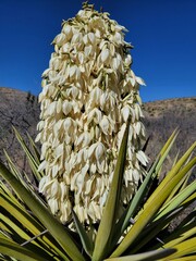 Yucca treculiana