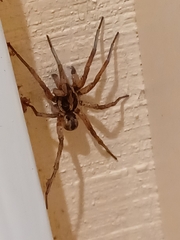 Lycosinae