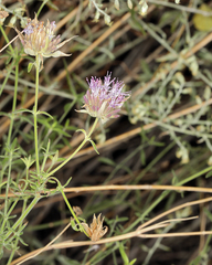 Monardella mojavensis