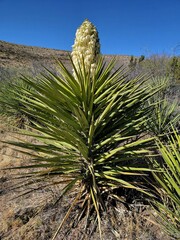 Yucca treculiana