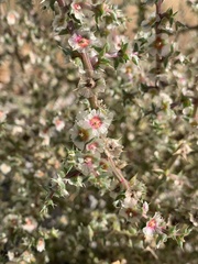 Salsola tragus