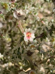 Salsola tragus