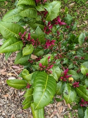 Graptophyllum ilicifolium