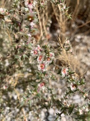 Salsola tragus