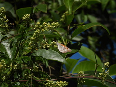 Libytheana carinenta mexicana