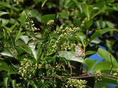 Libytheana carinenta mexicana